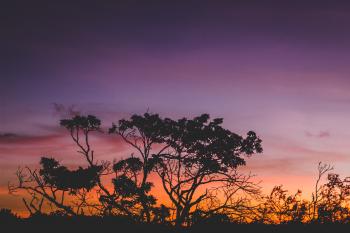 Silhouette of Tree during Orange Sunset