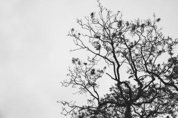 Silhouette Photo of Withered Tree