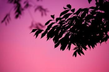 Silhouettes of Leaves during Dawn