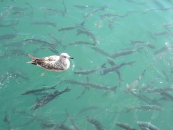 Silver seagull floating over fish