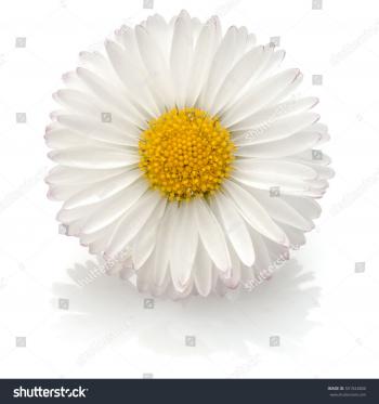 Beautiful single daisy flower isolated on white background cutout ...