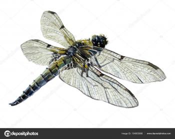 Watercolor single dragonfly insect animal — Stock Photo © makaroff ...