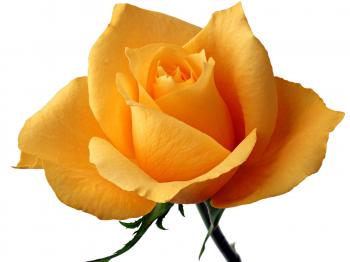 Flowers: Yellow Rose Means Faith Svetik Single Flower Wallpaper for ...