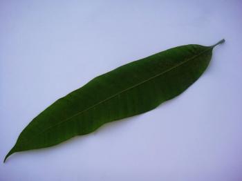 Single green leaf