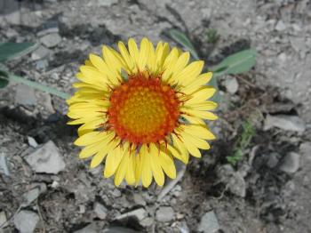 Single Mountain Sunflower