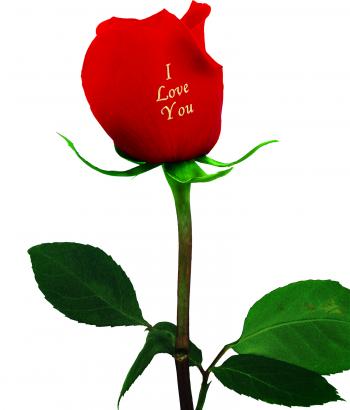 Single Rose | Sunlight Flower Shop