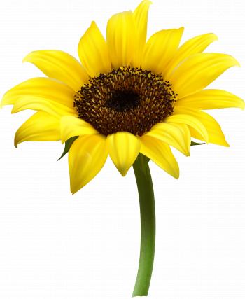 Sunflower Single transparent PNG - StickPNG