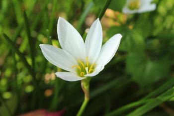 Single White Flower Free Stock Photo - Public Domain Pictures