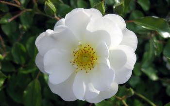 Single Flower-889575 | Young Gardener