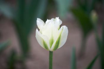Single white Tulip