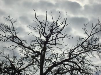 Sinister tree branches
