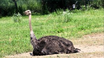 Ostrich Sitting at Franklin Park Zoo - YouTube