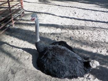 Sitting ostrich