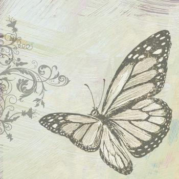 Sketch of a Butterfly