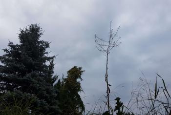 cloudy skies #frog perspective #grass #looking up #pines #sky #trees ...
