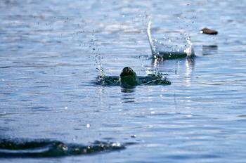 Stone skipping - Wikiwand