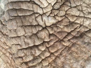 skin of elephant