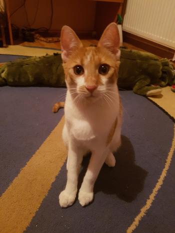 Is My Kitten Too Skinny? | TheCatSite