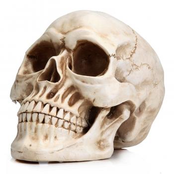 Readaeer Life Size Replica Realistic Human Skull Head Bone Model ...