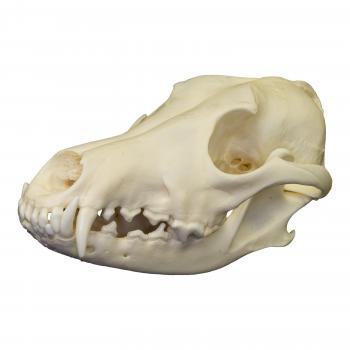 Real Coyote Skull For Sale – Skulls Unlimited International, Inc.