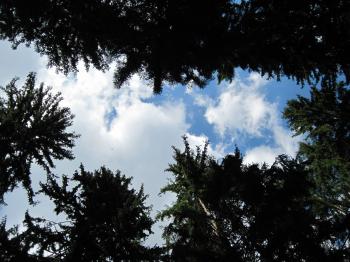 Sky and clouds through tree tops
