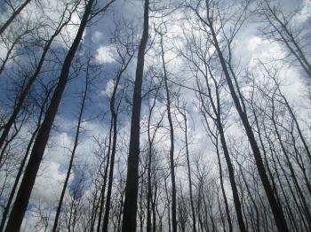 Sky Wood