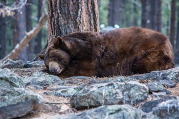 Sleeping Bear Free Stock Photo - Public Domain Pictures