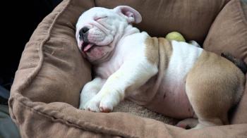 Bodhi the Mini English Bulldog Sleeping in the Car! - YouTube