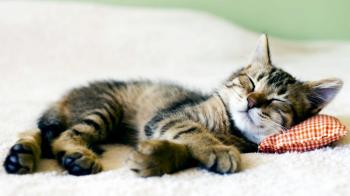 Why do cats sleep in strange places?