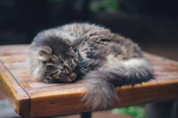 Sleeping Cat Free Photo - ISO Republic