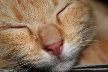 Sleeping Cat Face
