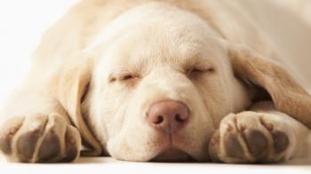 Sleeping Dog Wallpaper HD 40228 1920x1080 px ~ HDWallSource.com