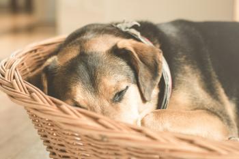 Free stock photos of sleeping dog · Pexels