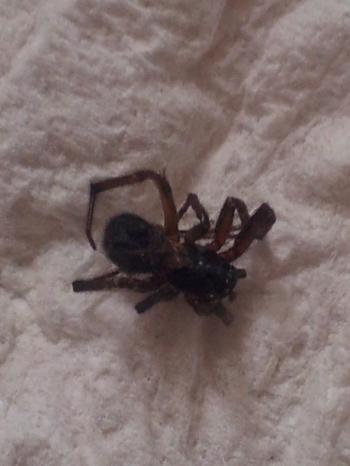 NaturePlus: Bitten by a spider in my sleep