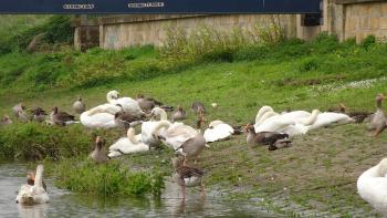Sleeping swarm of swans in Dresden