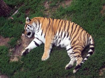 Sleeping tiger | Brandyjocola | Foundmyself