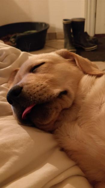 Sleepy mlem - Album on Imgur