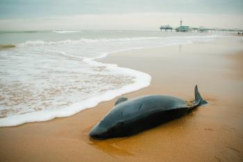 Small Beached whale dolphin