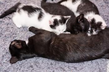 Free Images : sweet, cute, pet, fur, fluffy, kitten, black cat ...