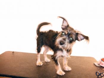 Before and After Small Dogs | Dog Grooming in Houston TX, (Texas)