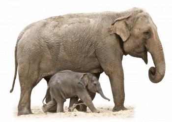 Small Elephant transparent PNG - StickPNG