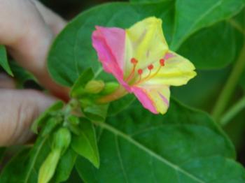 Small Flower