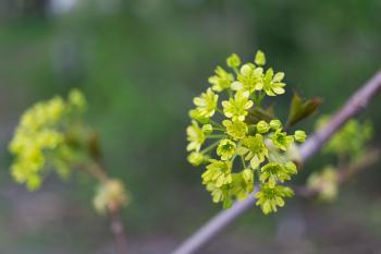 Small green flowers