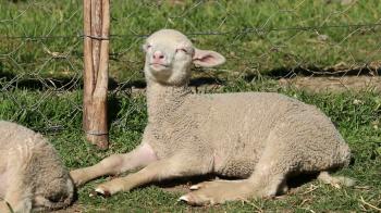 Small merino sheep lamb resting Stock Video Footage - VideoBlocks
