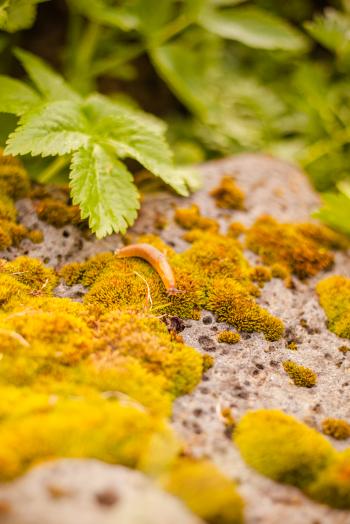 Small Snail on Moss