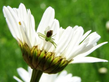 Small Spider on Marguerite