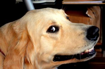 Smiling Dog Free Stock Photo - Public Domain Pictures