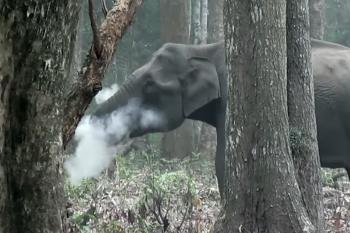 No one can quite figure out this 'smoke-breathing' elephant