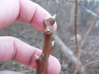 smooth sumac
