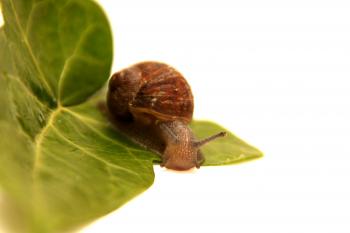 Snail on a Leaf